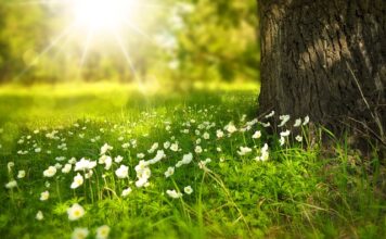 Jak przymocować kwiaty do samochodu?