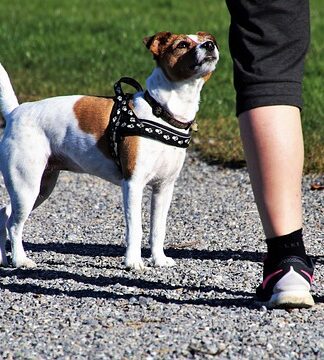 Jakie są teraz modne adidasy?