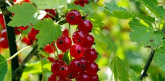 Ile nalewek na wiejski stół?