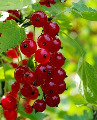 Ile nalewek na wiejski stół?