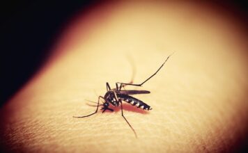 Jakie są objawy choroby denga?