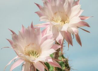 Co księżniczka nosi na głowie?