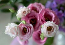 Ile kosztuje 1 Eustoma?