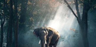 Czy jest bezpośredni lot z Warszawy do Tajlandii? Czy jest bezpośredni lot z Warszawy do Tajlandii?