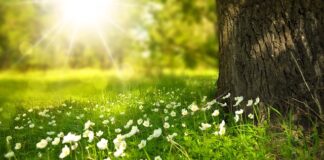 Kiedy nie stawiamy kwiatów w kościele?