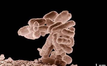 Jakie są etapy sterylizacji?