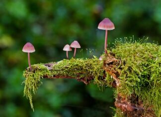 Ile kosztuje wymiana gąbki w kanapie?