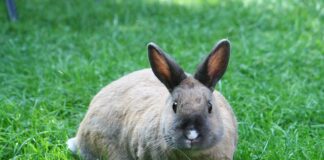 O czym świadczy okopcona rura wydechowa? O czym świadczy okopcona rura wydechowa?