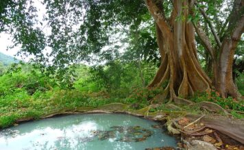 Czy można wykorzystać stare szambo na deszczówkę?