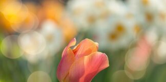 Co posadzić w ogrodzie w maju?