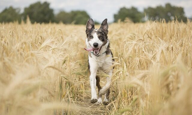 Czy czujnik ruchu działa w dzień?