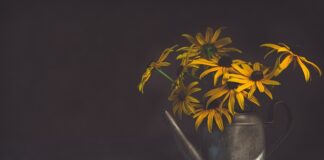 Czy podlewanie trawnika to marnowanie wody?