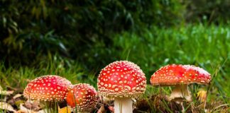 Czy można się zatruć zapachem z szamba?